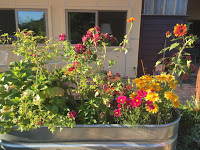 Flowers in Container